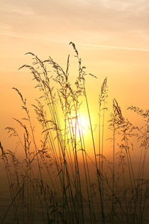Gräser im Sonnenaufgang hochformat by Bernhard Kaiser
