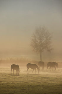 Pferde im Nebel von Bernhard Kaiser