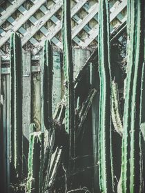 cactus with green and white wooden fence background by timla