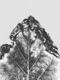 leaf texture background in black and white von timla
