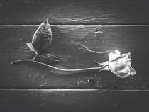 rose with leaves on the wood table in black and white von timla