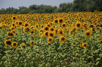 sunflowers von Natalia Akimova