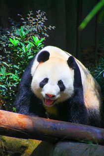 Pandabär by ann-foto