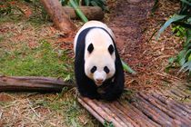 Panda by ann-foto