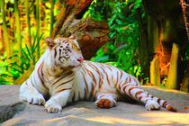 Weißer Tiger von Singapur by ann-foto