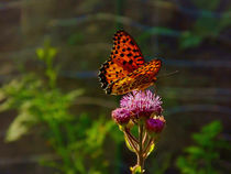 Butterfly & Clover by Richard H. Jones