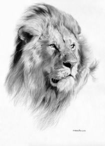 Lion by Fernando Ferreiro