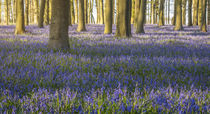 Bluebell Wood by James Rowland