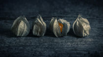 Four Physalis by James Rowland