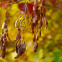 autumn leafs von Michael Naegele