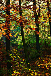 goldener Herbst von Kurt Wilhelm