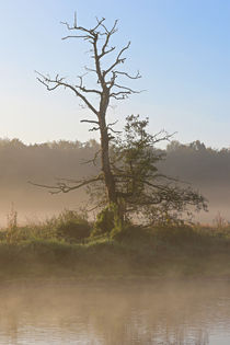 Der tote Baum am Flussufer von Bernhard Kaiser