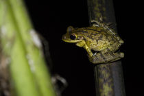 Frog on a Fern von Torachi Lyncaster