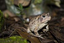 American Toad by Torachi Lyncaster
