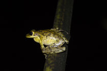Cuban Tree Frog by Torachi Lyncaster