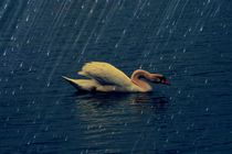 Swan Rain by Susanne  Mauz