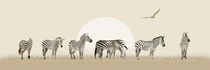 Viele Zebras vor Sonnenuntergang  von Monika Juengling