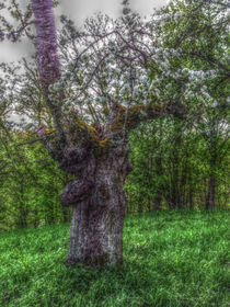 Apfelbaum im Maerchenwald by sabiho