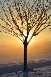 Sonnenaufgang im Winter von Claudia Evans