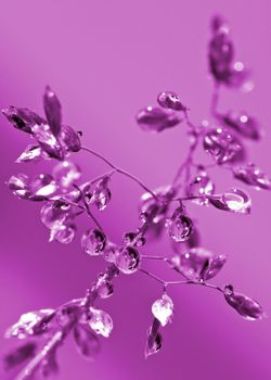 Violett-drops