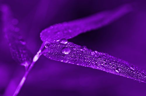 Wassertropfen-lila