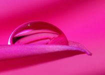 Pink Pearl by Gabi Siebenhühner