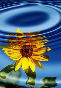 Sonnenblume mit Wasserringe von Claudia Evans