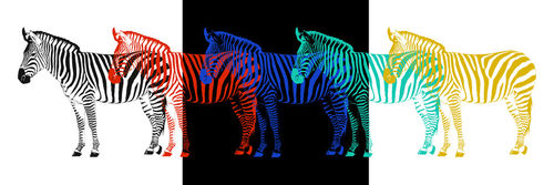 Zebra-pop-art-parade
