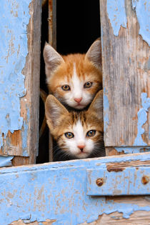 Neugierige Katzenkinder im Fenster - Curious kittens in a window by Katho Menden