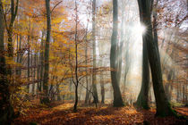 Sonnenstrahlen im Herbstwald - Sun rays in a forest von Katho Menden