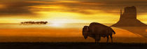 Der einsame Bison in der Prärie - Panorama by Monika Juengling