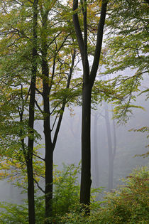 Herbstwald  by Bernhard Kaiser