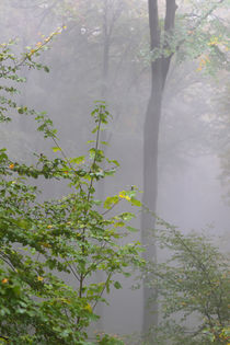 Nebelwald im Herbst von Bernhard Kaiser