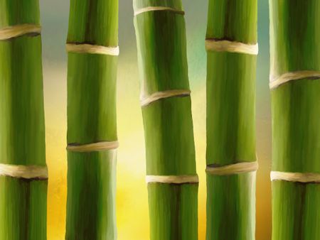 Bambus2