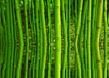 Bambus-mit-wasserspiegelung