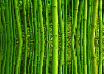 Bambus-mit-wasserspiegelung