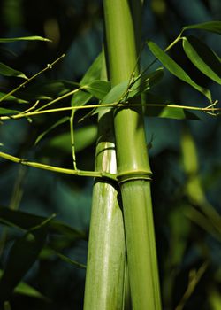 Bambusstabe