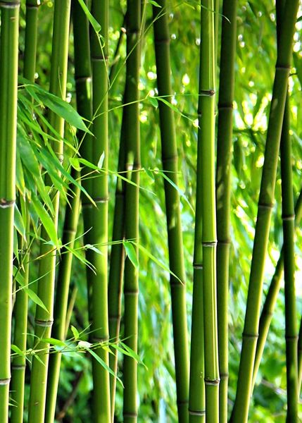 Bambushochformat