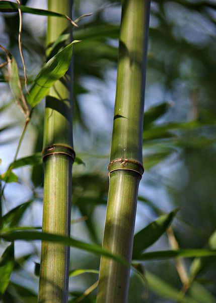 Bambusstabe2