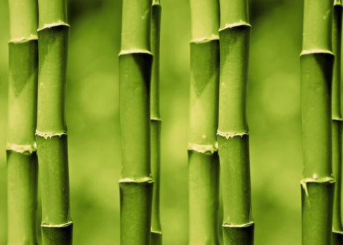 Bambus-2