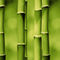 Bambus-2
