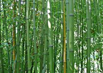 Bambusstangen von Gabi Siebenhühner