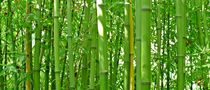 Bambusstäbe by Gabi Siebenhühner