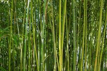 Bambus von Gabi Siebenhühner