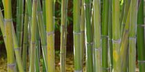 Bambusstäbe by Gabi Siebenhühner