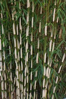 Bambus von Gabi Siebenhühner