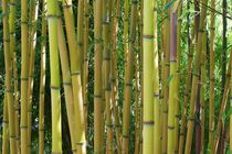 Bambusstangen by Gabi Siebenhühner