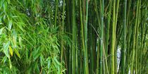 Bambus by Gabi Siebenhühner