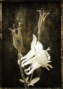 Blüten von HPR Photography
