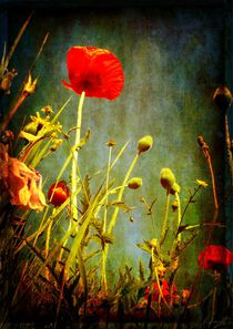 Mohn 2 by HPR Photography